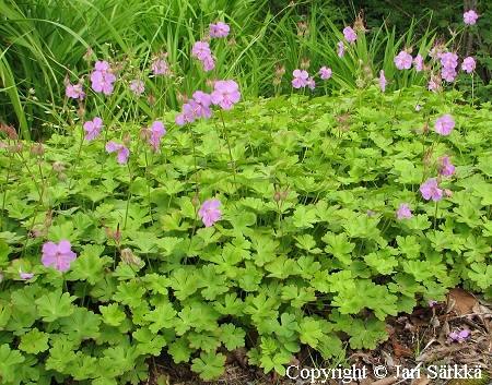 Geranium x cantabrigiense 'Cambridge', peittokurjenpolvi